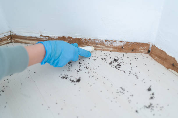 Best Residential Pest Control  in Oblong, IL